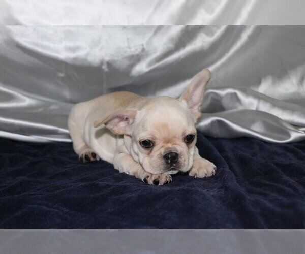 Medium Photo #2 French Bulldog Puppy For Sale in GRAPEVINE, TX, USA