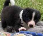 Puppy Hawk Border-Aussie