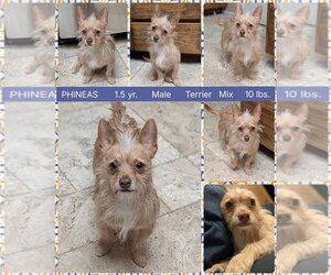 Mutt Dogs for adoption in Mesa, AZ, USA