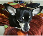Small #7 Chihuahua