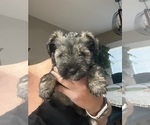 Puppy Female Puppy Schnauzer (Miniature)