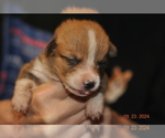 Puppy Puppy 3 Pembroke Welsh Corgi