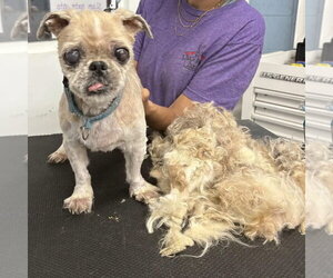 Shih Tzu Dogs for adoption in Mundelein, IL, USA