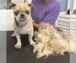 Tilley - Female Shih Tzu Dog for Adoption - Small photo
