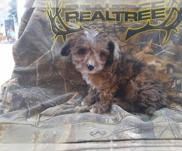 Medium Photo #4 Chihuahua-Poodle (Toy) Mix Puppy For Sale in GREENWOOD, WI, USA