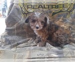Small Photo #4 Chihuahua-Poodle (Toy) Mix Puppy For Sale in GREENWOOD, WI, USA