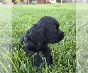 Cocker Spaniel-English Springer Spaniel Mix Puppy for sale in BAYLISS, CA, USA