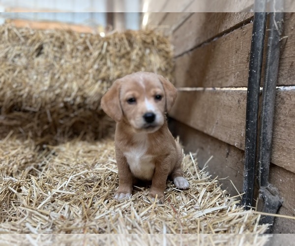 Medium Photo #3 Beago Puppy For Sale in CONVERSE, IN, USA