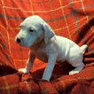 Small Photo #38 Dogo Argentino Puppy For Sale in PINEVILLE, MO, USA