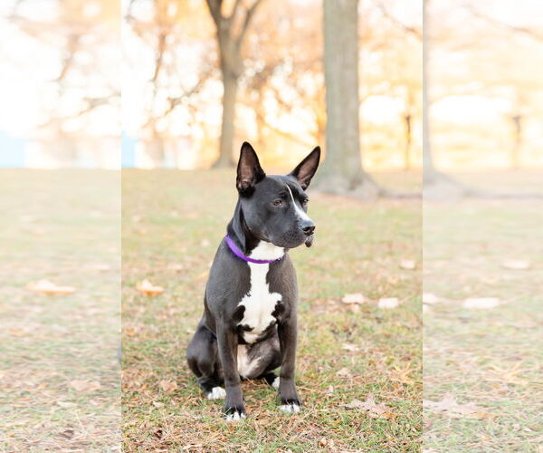 Medium Photo #15 Mutt Puppy For Sale in Crete, IL, USA