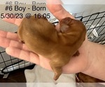 Small Photo #8 Dachshund Puppy For Sale in CLEARWATER, FL, USA