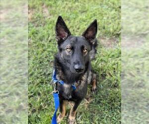 German Shepherd Dog Dogs for adoption in Vero Beach, FL, USA