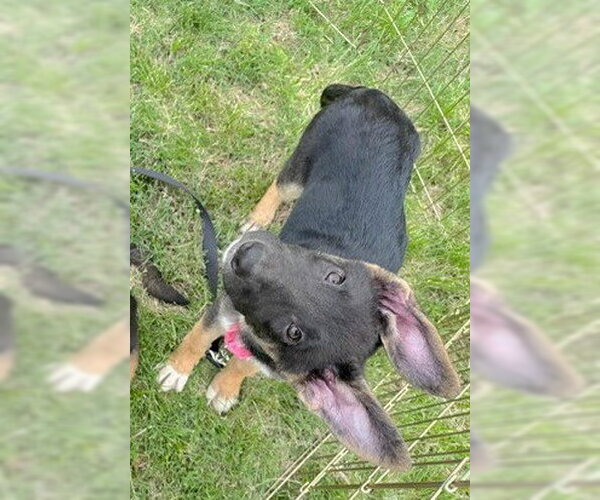 Medium Photo #1 German Shepherd Dog Puppy For Sale in Kansas City, MO, USA