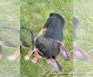 German Shepherd Dog Dogs for adoption in Kansas City, MO, USA