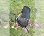 Small German Shepherd Dog