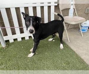 Great Dane-Unknown Mix Dogs for adoption in Modesto, CA, USA