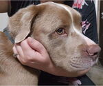 Small #2 American Pit Bull Terrier-Australian Shepherd Mix