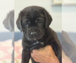 Charlotte's Puppy Lily - Female Labrador Retriever-Unknown Mix Dog for Adoption - Small photo