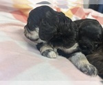 Small #4 Cockapoo (Miniature)