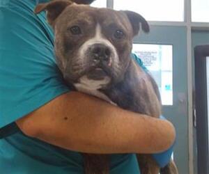 American Pit Bull Terrier Dogs for adoption in Oklahoma City, OK, USA