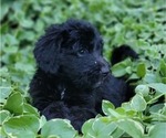 Puppy Puppy 2 Bernedoodle