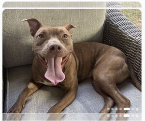 Mutt Dogs for adoption in Oakhurst, NJ, USA