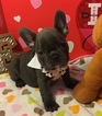 Small Photo #13 French Bulldog Puppy For Sale in OCEANSIDE, CA, USA