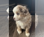 Small Photo #1 Miniature Australian Shepherd Puppy For Sale in ORONOGO, MO, USA