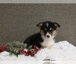 Small Photo #1 Pembroke Welsh Corgi Puppy For Sale in APPLE CREEK, OH, USA
