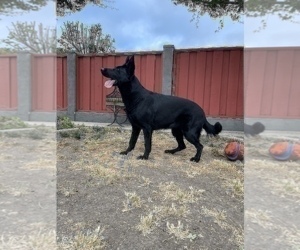 German Shepherd Dog Puppy for sale in HAYWARD, CA, USA