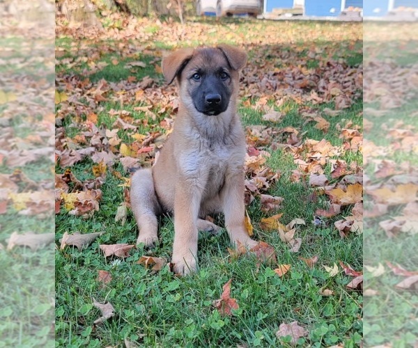 Medium Photo #4 German Shepherd Dog Puppy For Sale in LITCHFIELD, MI, USA