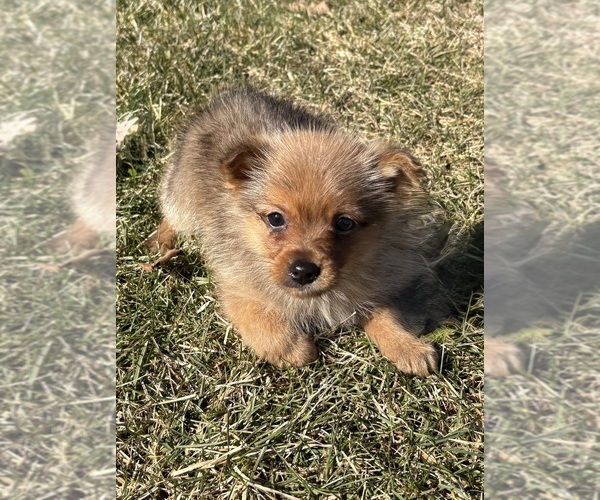 Medium Photo #2 Pomeranian Puppy For Sale in FAIR HAVEN, MI, USA