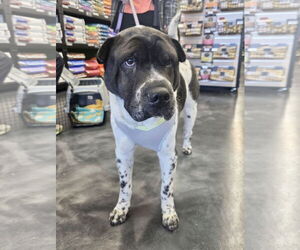 Bernard - Male Pug-Unknown Mix Dog for Adoption - Photo #3