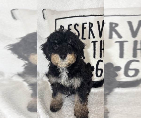 Medium Photo #4 Bernedoodle Puppy For Sale in GREENFIELD, IN, USA