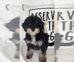Small #3 Bernedoodle