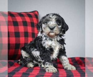 Goldendoodle-Poodle (Miniature) Mix Puppy for sale in DALTON, OH, USA