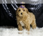 Small #6 Maltipoo