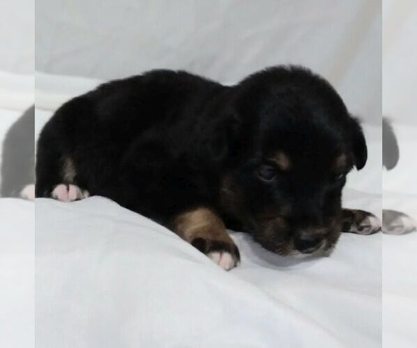 Medium Photo #2 Australian Shepherd Puppy For Sale in LINDEN, TN, USA