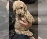 Puppy Brewer Goldendoodle