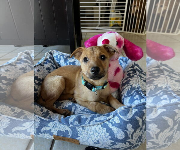 Medium Photo #2 Chihuahua-Unknown Mix Puppy For Sale in Virginia Beach, VA, USA