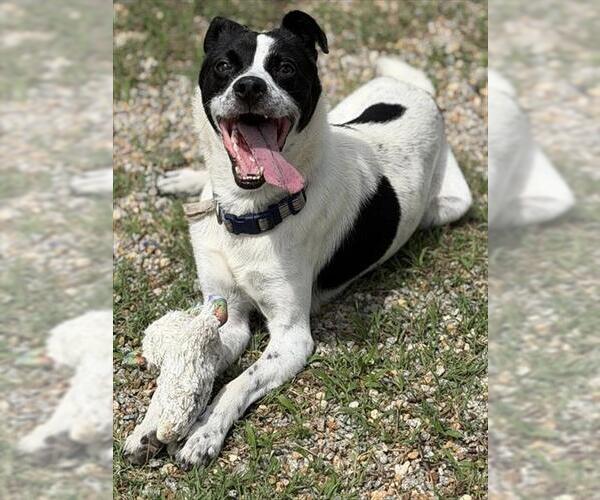 Medium Photo #2 Parson Russell Terrier Puppy For Sale in Augusta, GA, USA