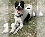 Small #1 Parson Russell Terrier