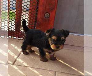 Weimaraner Puppy for sale in FOND DU LAC, WI, USA