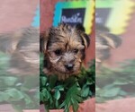 Small Photo #17 Yorkshire Terrier Puppy For Sale in AKRON, OH, USA