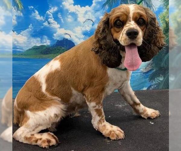 Medium Photo #4 Cocker Spaniel Puppy For Sale in Westminster, MD, USA