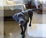 Small #12 Labrador Retriever Mix