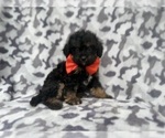Small #3 Cavapoo (Miniature)