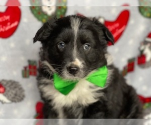 Australian Cattle Dog-Border Collie Mix Puppy for sale in LANCASTER, PA, USA