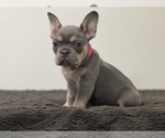 Puppy 3 French Bulldog