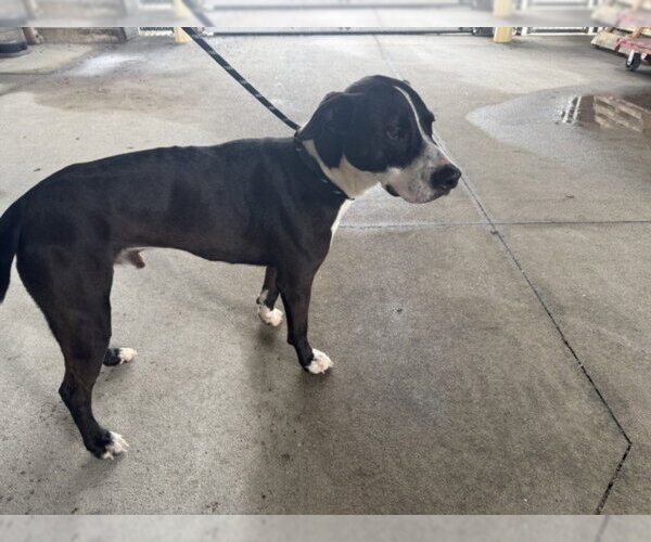 Medium Photo #1 Mutt Puppy For Sale in Texas City, TX, USA